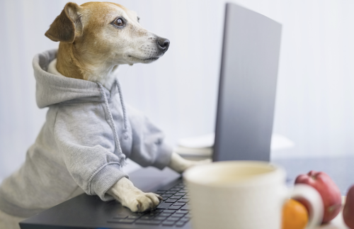 dog at computer- introduction to behaviorism blog post